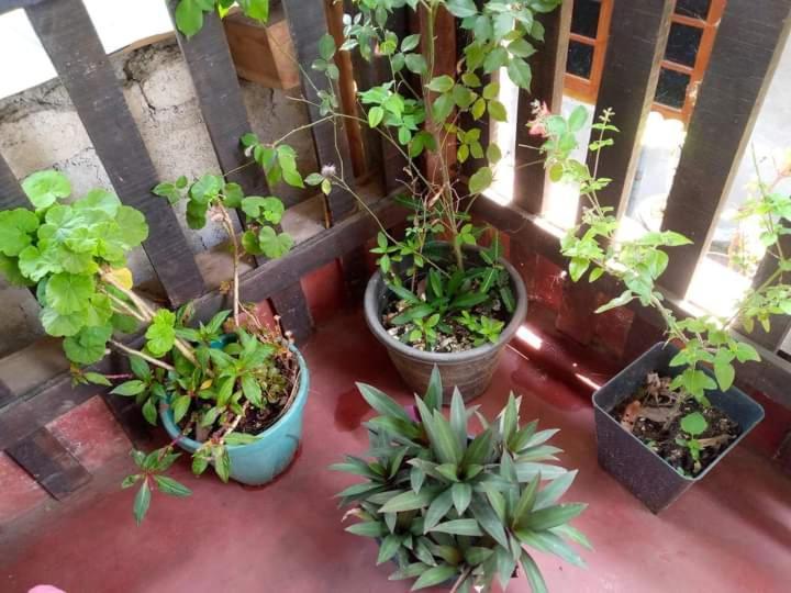 Ask Homestay Ella Exterior photo